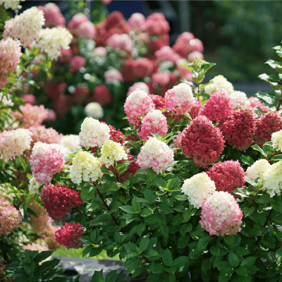 Little Lime Punch Hydrangea