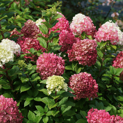 Little Lime Punch Hydrangea
