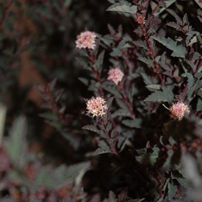 Little Devil™ Ninebark (Physocarpus opulifolius 'Donna May') - 3 gallon 15"