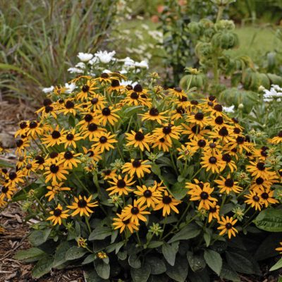 Little Goldstar Black-Eyed Susan (Rudbeckia fulgida var. sullivantii 'Little Goldstar') - QT