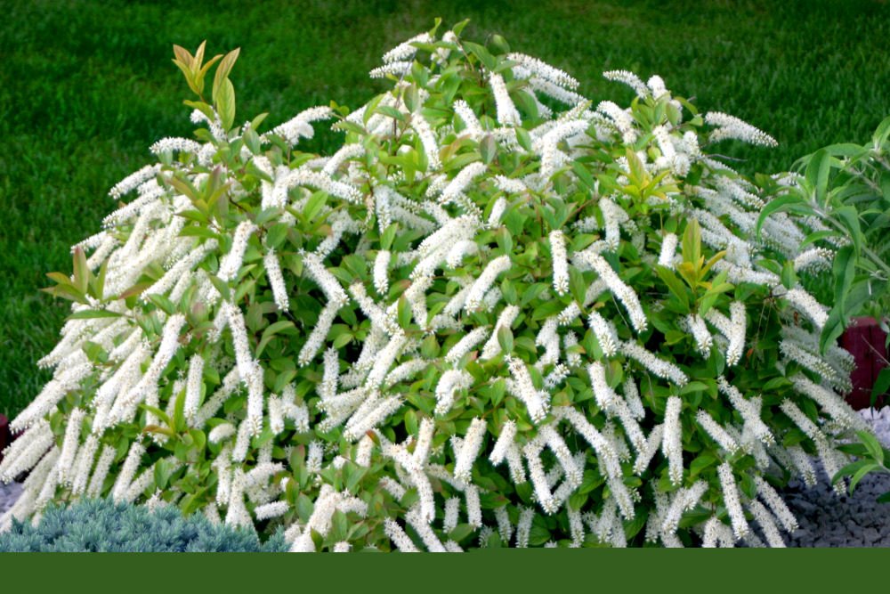 Little Henry® Sweetspire (Itea virginica 'Sprich') - 3 gallon 15"