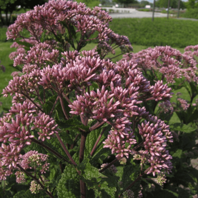 Little Joe™ Compact Joe-Pye Weed (Eupatorium purpureum 'Little Joe') - 2 gallon