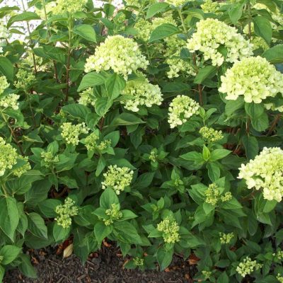 Little Lime® Panicle Hydrangea (Hydrangea paniculata 'Jane') - 3 gallon 12" HEAD