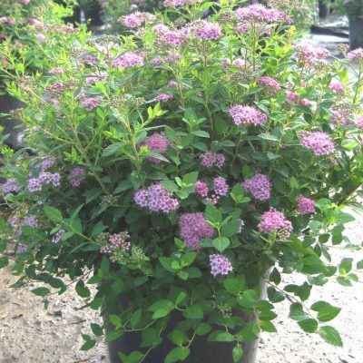 Little Princess Spiraea (Spiraea japonica 'Little Princess') - 1 gallon 6"