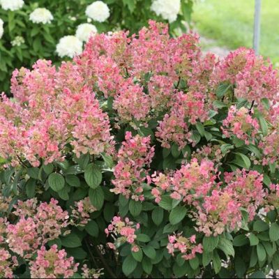Little Quick Fire® Panicle Hydrangea (Hydrangea pan ‘Little Quick Fire') - QT