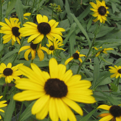 Little Suzy Black-Eyed Susan (Rudbeckia fulgida 'Little Suzy') - 1 gallon