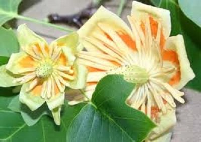 Little Volunteer Tuliptree (Liriodendron tulipifera 'Little Volunteer') - 3 gallon TREE