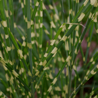 Little Zebra Maiden Grass (Miscanthus sinensis 'Little Nicky') - 1 gallon