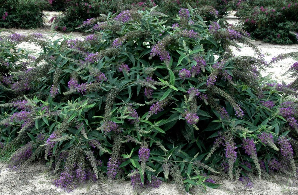 Lo & Behold® Purple Haze Butterfly Bush (Buddleia x 'Purple Haze') - QT