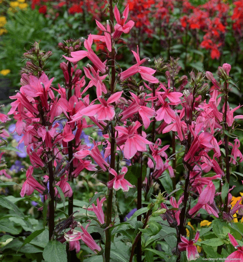 Lobelia 'Starship Deep Rose'