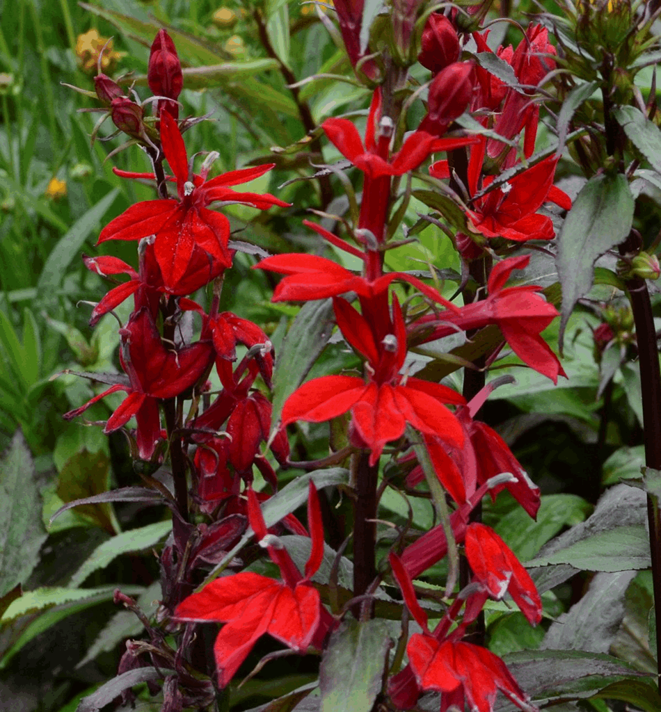 Lobelia 'Vulcan Red' - Image 2