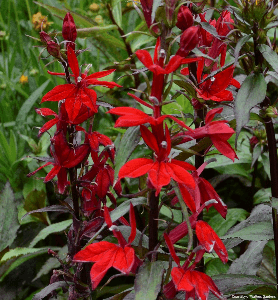 Lobelia 'Vulcan Red'