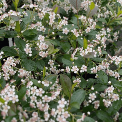 Low Scape Snowfire Aronia