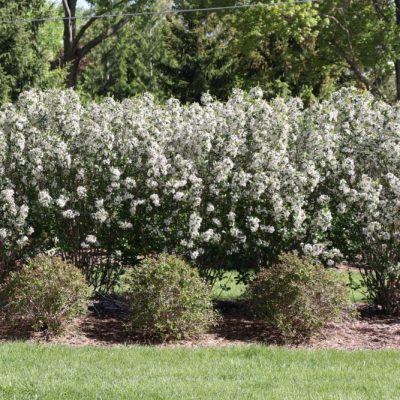 Low Scape Snowfire® Chokeberry (Aronia melanocarpa ‘Snowfire’) - QT