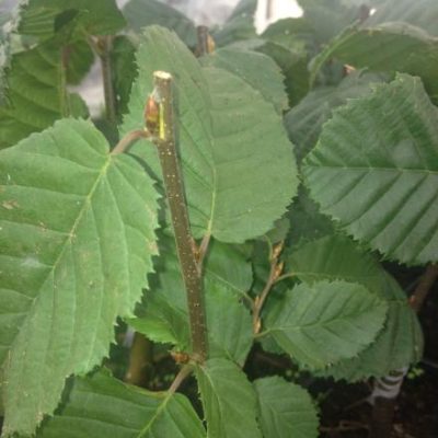 Lucas European Hornbeam (Carpinus betulus 'Lucas') - 3 gallon TREE