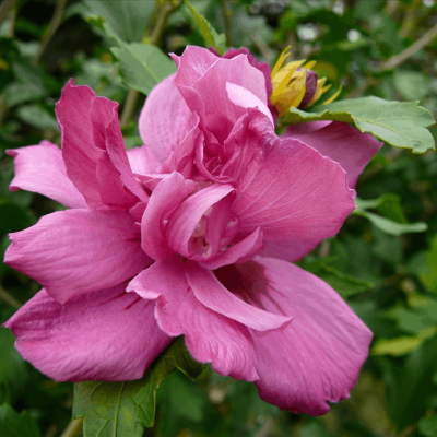 Lucy Rose of Sharon (Hibiscus syriacus 'Lucy') - 1 gallon