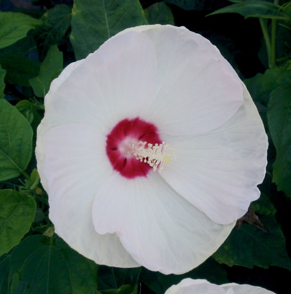 Luna™ White Hardy Hibiscus (Hibiscus mos. 'Luna White') - QT