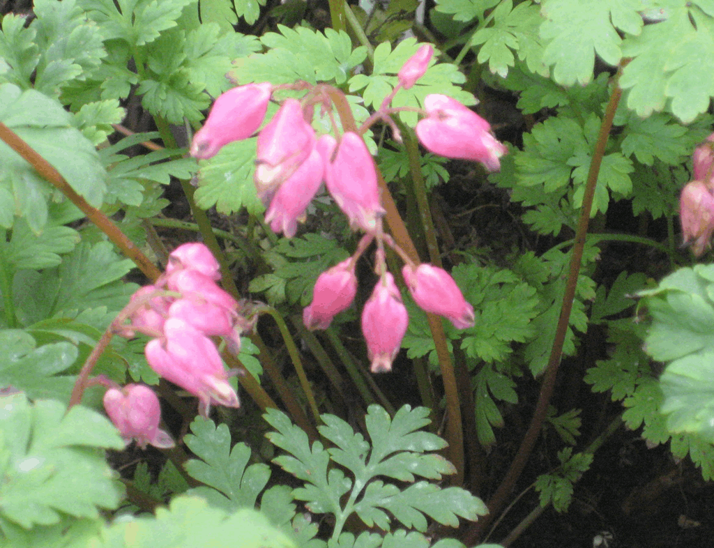 Luxuriant Bleeding Heart (Dicentra x 'Luxuriant') - 1 gallon