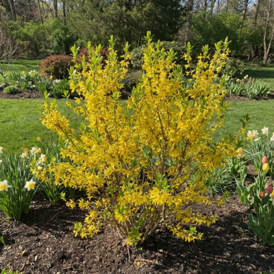 Lynwood Gold Forsythia (Forsythia x 'Lynwood Gold') - 3 gallon 24"