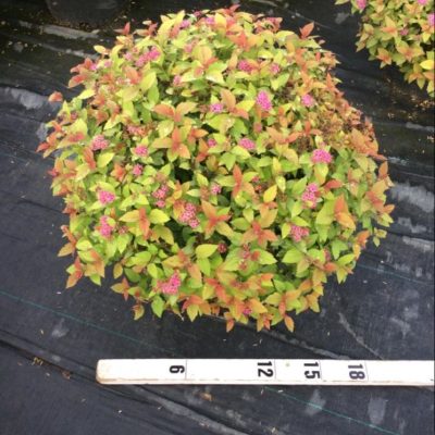 Magic Carpet Spiraea (Spiraea japonica 'Magic Carpet') - 3 gallon 15"