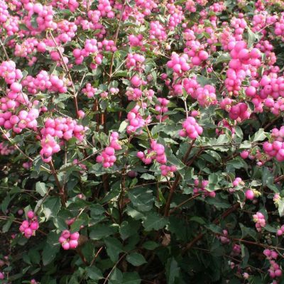 Magical® Galaxy Snowberry (Symphoricarpos 'Sweet Kolmagics') - 3 gallon 15"
