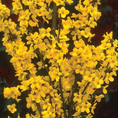 Magical® Gold Forsythia (Forsythia x i. 'Magical Gold') - 3 gallon