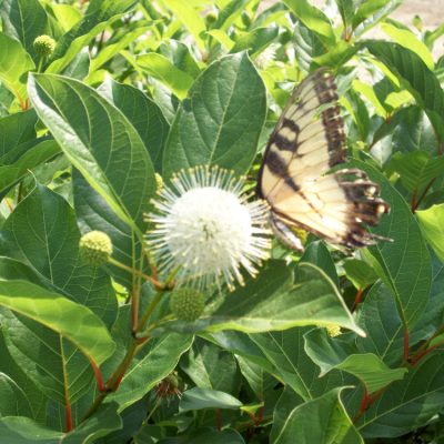 Magical® Moonlight ButtonBush (Cephalanthus magical 'Magical Moonlight') - 3 gallon 15"