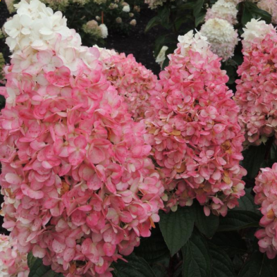Magical® Ruby Snow Hydrangea  (Hydrangea 'P Ruby Snow') - 3 gallon 12" HEAD