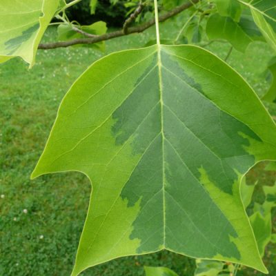 Majestic Beauty™ Tuliptree (Liriodendron tulipifera 'Aureo-Marginatum') - 3 gallon TREE