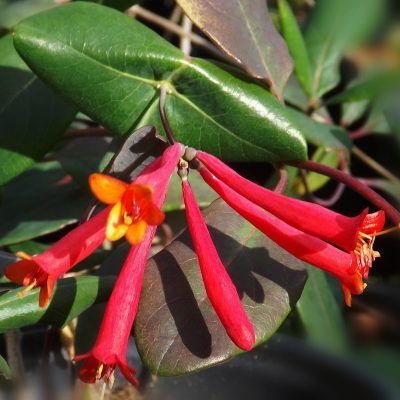 Major Wheeler Honeysuckle (Lonicera sempervirens 'Major Wheeler') - 2 gallon