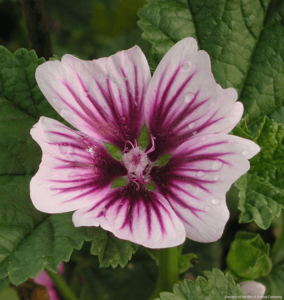 Malva s. 'Zebrina'