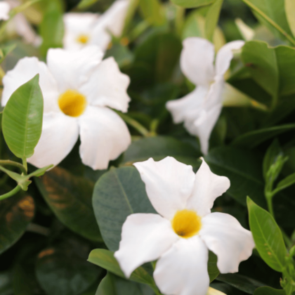 Mandevilla
