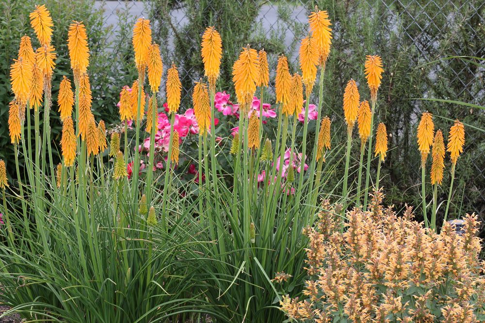 Mango Popsicle Dwarf Poker (Kniphofia mango 'Mango Popsicle') - QT