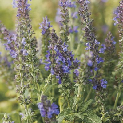 Marcus™ Meadow Sage (Salvia x 'Marcus') - 1 gallon