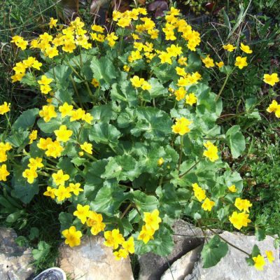 Marsh Marigold (Caltha palustris) - 1 gallon