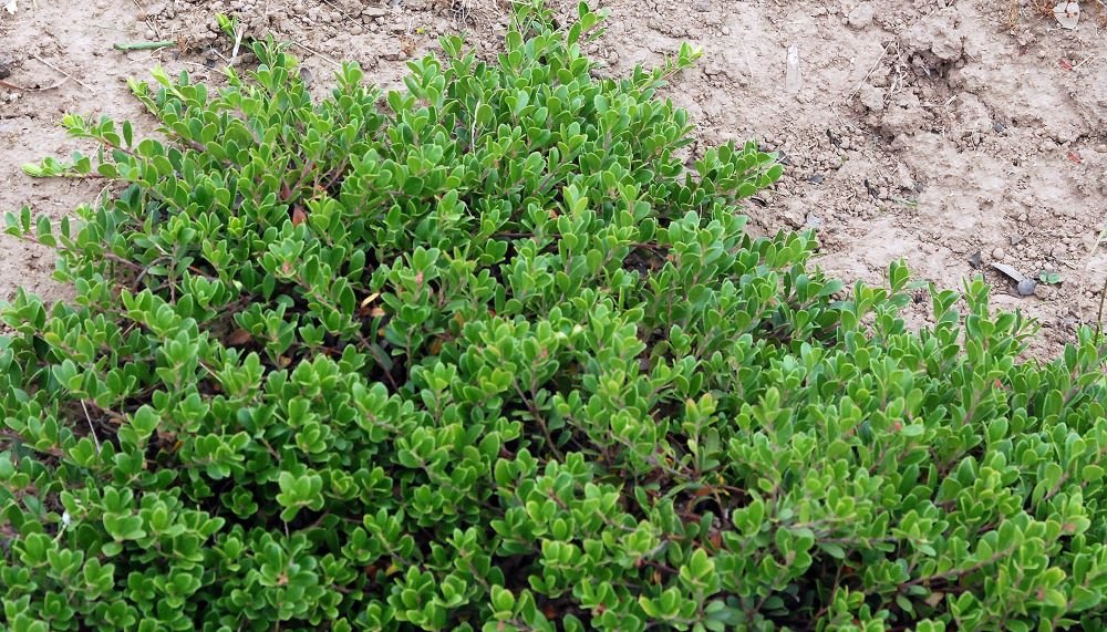 Massachusetts Bearberry (ARCTOSTAPHYLOS UVA URSI MASSACHUSETTS) - 1 gallon