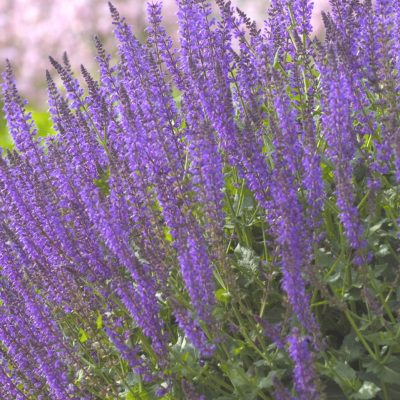 May Night Wood sage (Salvia nemorosa 'May Night') - QT