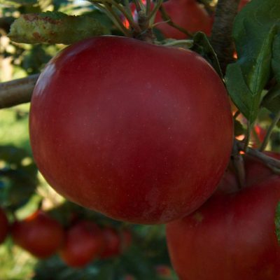 McIntosh Apple (Malus 'Fruit McIntosh') - 2 gallon 36"