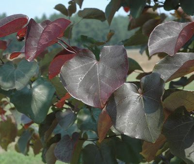 Merlot Redbud (Cercis canadensis 'Merlot') - 3 gallon 36"