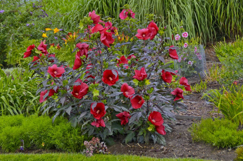 Midnight Marvel Rose Mallow (Hibiscus moscheutos 'Midnight Marvel') - 2 gallon