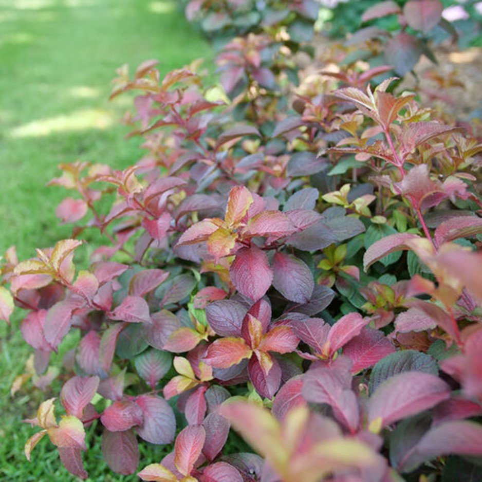 Midnight Sun™ Reblooming Weigela (Weigela midnight 'Sun') - QT