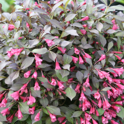 Midnight Wine Shine® Weigela (Weigela florida 'Elvera') - QT