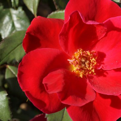 Miracle on the Hudson™ Rose (Rosa miracle 'On The Hudson') - 3 gallon