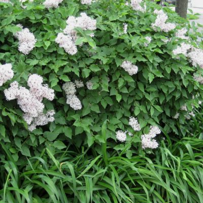 Miss Kim Lilac (Syringa patula 'Miss Kim') - 3 gallon 15"