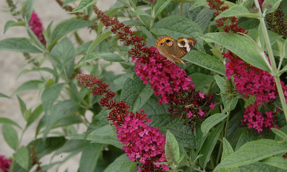 'Miss Molly' Butterfly Bush (Buddleia x 'Miss Molly') - 3 gallon