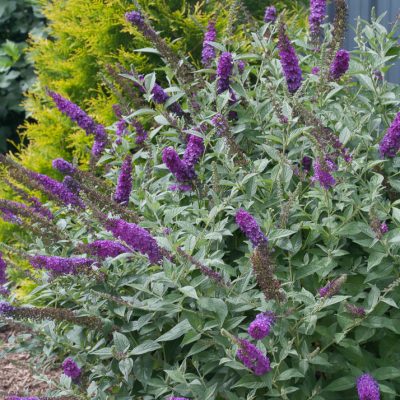 'Miss Violet' Butterfly bush (Buddleia miss 'Violet') - 3 gallon