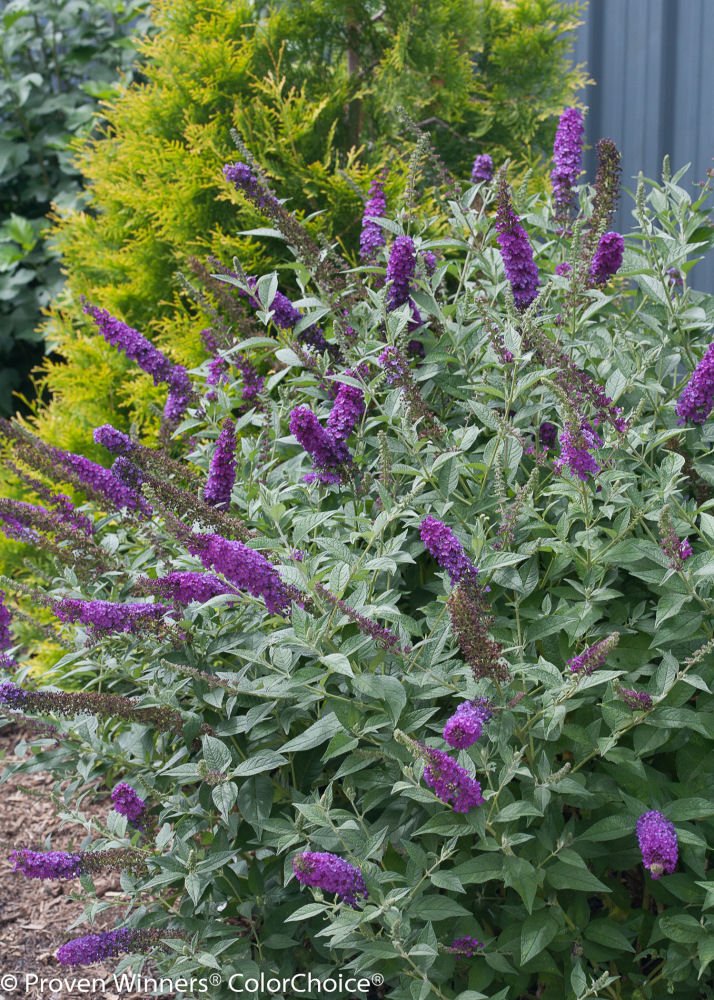 'Miss Violet' Butterfly bush (Buddleia miss 'Violet') - QT