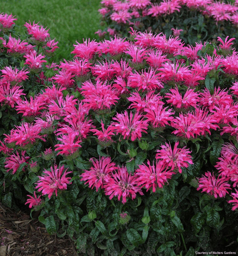 Monarda 'Electric Neon Pink'