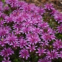 Monarda 'Leading Lady Amethyst' - Image 2