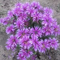 Monarda 'Leading Lady Orchid' - Image 2